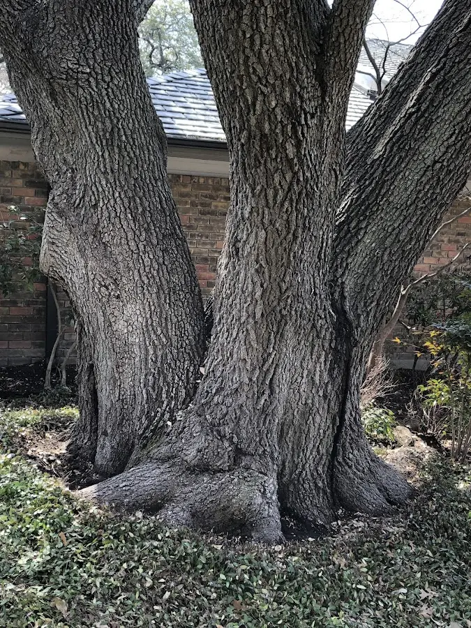 Mature heritage tree close to a Mountain Rest property cared for by certified arborists
